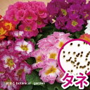 【花のタネ】プリムラ ポリアンサ系 メルローズ ミックス (約50粒)