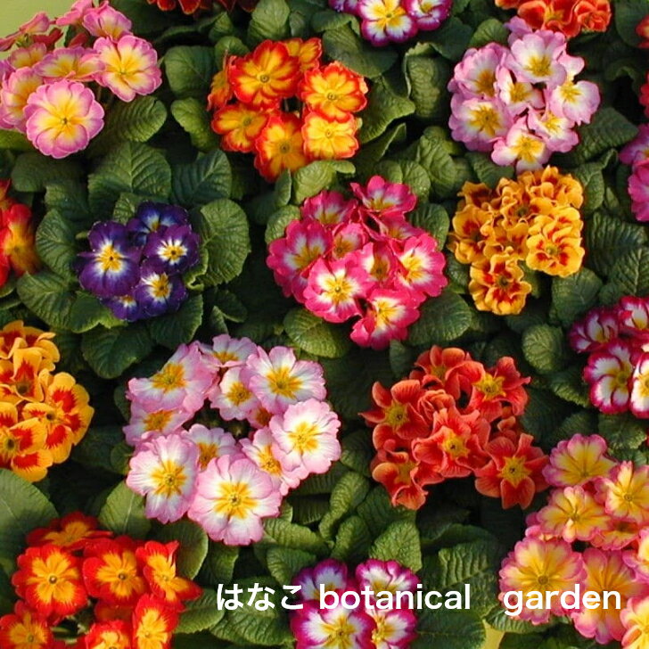 人目を引く色鮮やかな大輪バイカラー プリムラ 種 ポリアンサ系 ミックス メルヘン 割り引き 約50粒