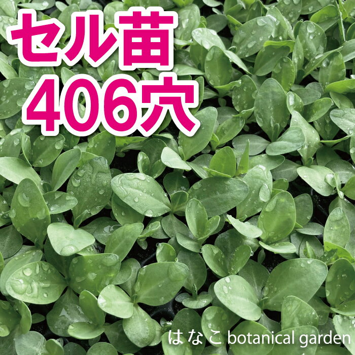 選べるトルコキキョウ　トルコギキョウ　トルコ桔梗　ユーストマ　406穴380本　ガーデニング　切り花　一年草　当店おすすめ　売れ筋　生産者向け　送料無料　花壇　プラグ苗　セル苗