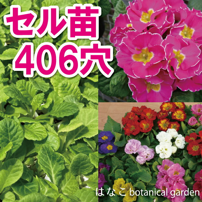 【花のプラセル®】プリムラ　ポリアンサ系　肥後ポリアン・ミックス　406穴370本　送料無料　セル苗　プラグ苗