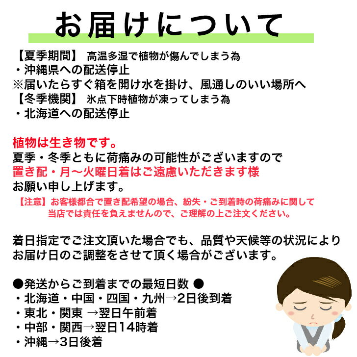 ハーブゼラニウム　グレープ　3.5号　自家栽培　希少品種　観葉植物　家庭菜園　蚊連草