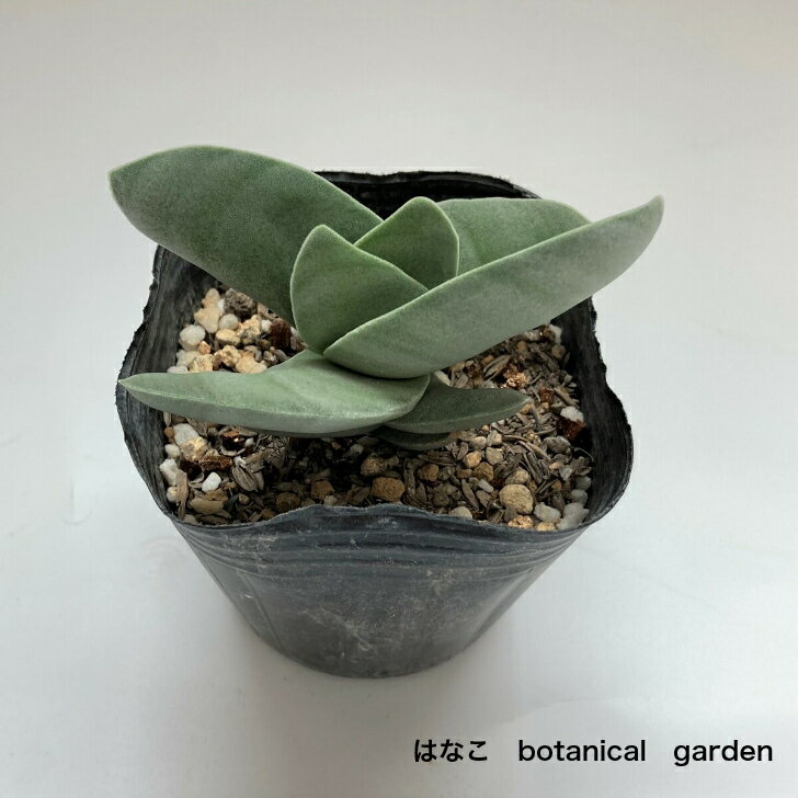 【多肉植物】神刀　観葉植物　　ギフト　希少品種　数量限定のサムネイル
