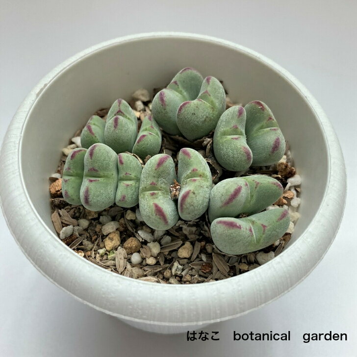 【多肉植物】コノフィツム　鳩笛　観葉植物　　ギフト　希少品種　数量限定