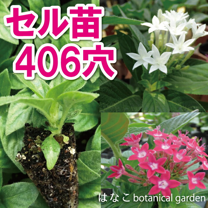 【花のプラセル®】　ペンタス　グラフィティ　ミック