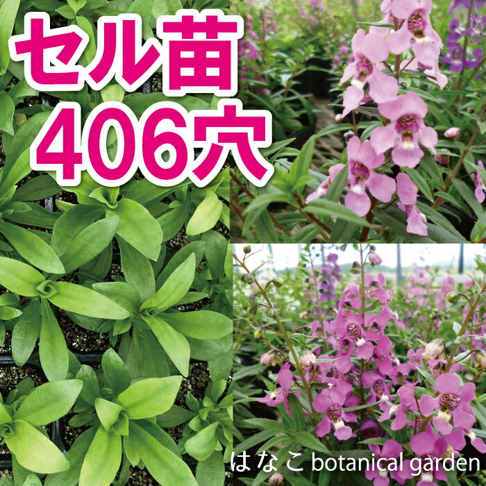 Seedlings - 【花のプラセル®】アンゲロニア　ミックス　406穴360本　特価　プラグ苗　播種　自家用　業務用　送料無料　セル苗