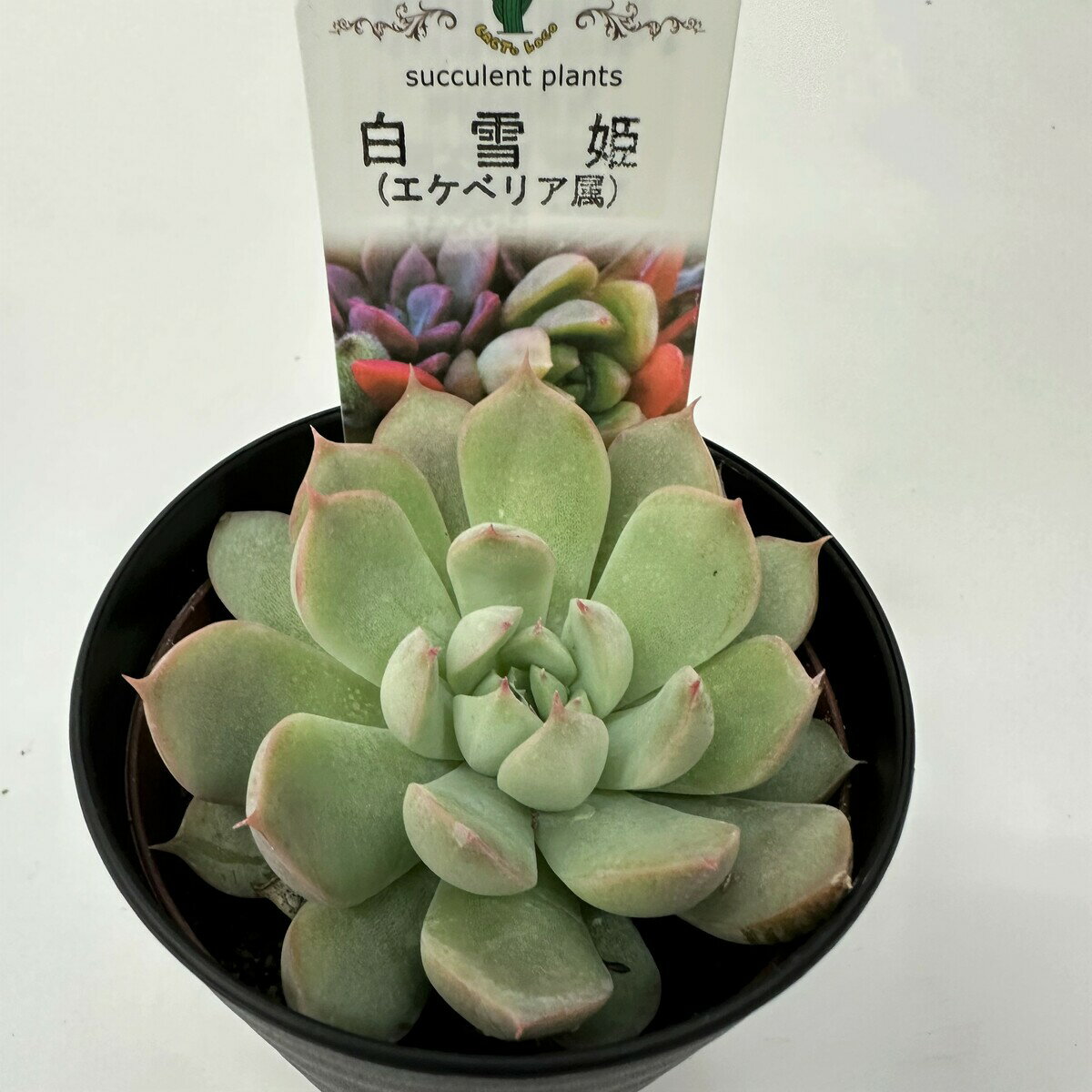 【多肉植物】　白雪姫　観葉植物　ギフト　希少品種のサムネイル