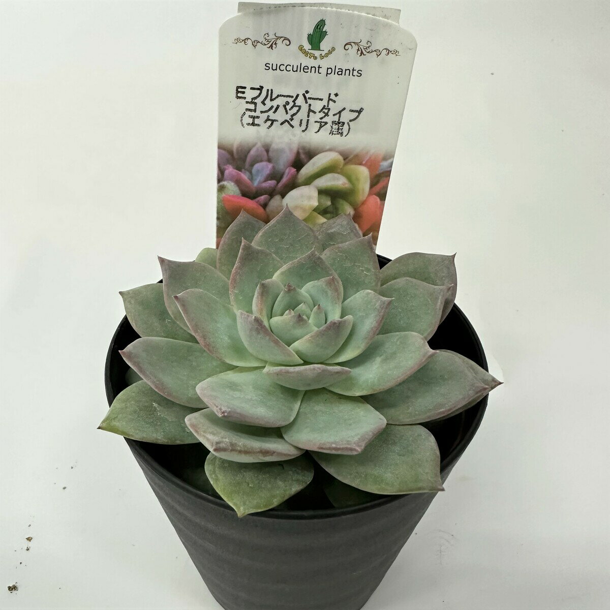 【多肉植物】Eブルーバード　コンパクトタイプ　多肉植物　エケベリア属　ギフト　希少品種　数量限定のサムネイル