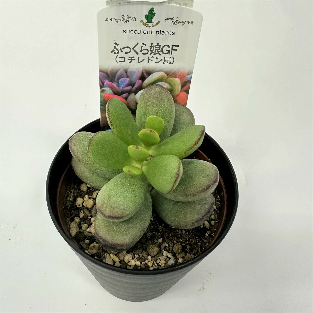 【多肉植物】ふっくら娘GF　多肉植物　コチレドン属　ギフト　希少品種　数量限定のサムネイル