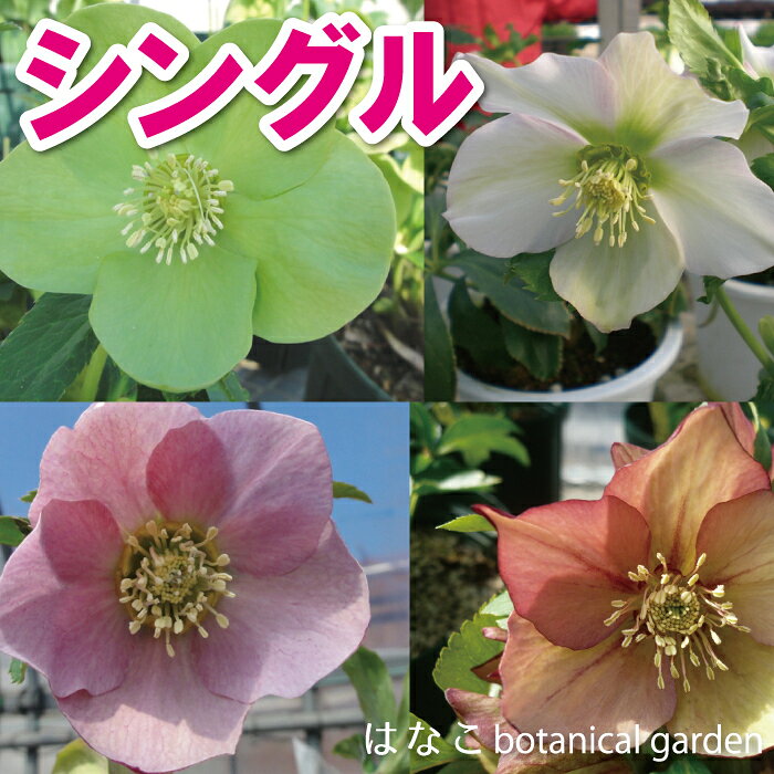 商品情報サイズ3寸ポット個数5ポット開花時期12〜4月頃※栽培環境や気温により異なりますので、あくまで目安になります。※播種から開花まで約3年耐寒性強い耐暑性普通草丈／樹高約10〜50cm※あくまで目安になります。注意点※こちらの商品はポット苗になります。※モニターの発色具合によって色合いが異なって見える場合がございます。品質により在庫有りの場合でも、キャンセルやご変更をご依頼する場合がございます。※品種により生育・開花に個体差がございます。お届け時に多少のばらつきがある場合がございますのでご了承下さい。(品質には問題ございません。)※必ずメールのご設定をお願い致します。メールのご返信が無い場合には、種類のご変更にご理解頂いたと捉えさせていただき、状態のいいものをお入れさせていただきます。【選べる5ポット】クリスマスローズ　シングル　一重咲き　3.5寸ロング　多年草　縁起物　合格祈願　冬の花　ガーデニング　初心者おススメ 冬の女王クリスマスローズが登場！各単色から縁取りがされているもの、斑点状が入っているものなどさまざま！ プロが生育したのポット苗をお届けいたします。 お庭に植えて鮮やかに彩ったり、玄関などの室内で飾ったりとしてもおすすめです。花びらに見える「がく」が5枚ある為、5がく=合格になり、受験の合格祈願プレゼントとしても喜ばれます。※お届け苗は昨年植えたものをお届けいたします。開花は来年か再来年の予定です。※写真はイメージになります。※花色お任せになります。 受験の合格祈願にしても お庭に 育てやすく管理が容易 【在庫がある場合】1〜3営業日で発送します。1