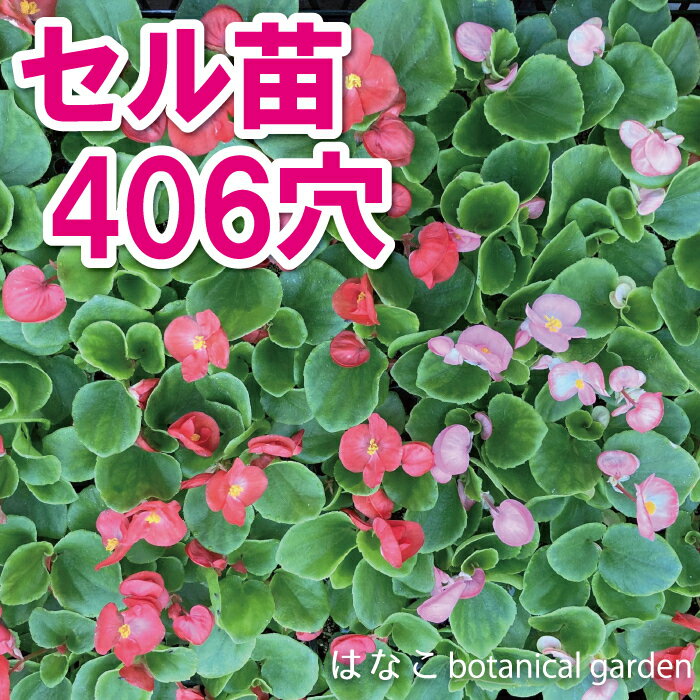 楽天市場】苗 ベゴニア（花・ガーデン・DIY）の通販