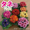 【花のタネ】 プリムラ ジュリアン系 ハイブリット ミックス (約50粒)
