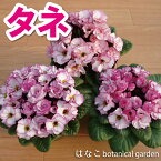 【花のタネ】　プリムラ　ジュリアン系　シルキーレイ　 (約50粒）