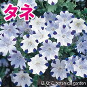 新登場!【花のタネ・種】ネモフィラマクラタ(10ml約2,000粒)