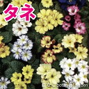 新登場!!【花のタネ】プリムラ・ポミーライトミックス(約30粒)