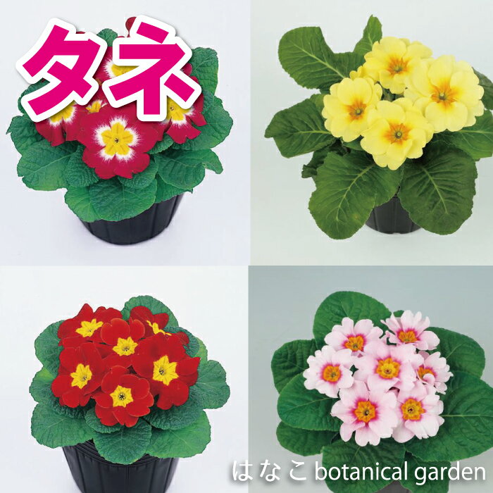 楽天市場】プリムラ 花 赤の通販 楽天市場】プリムラ 花 赤の通販