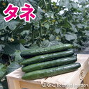 【野菜のタネ・種】夏すずみきゅうり(約350粒)　ガーデニング　家庭菜園　送料無料　キュウリ