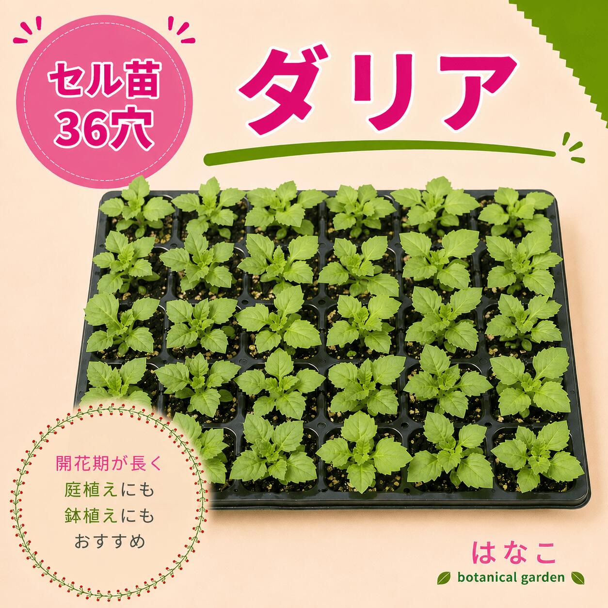 楽天市場】ダリア 苗（種類（植物）ダリア）（ガーデニング・農業｜花