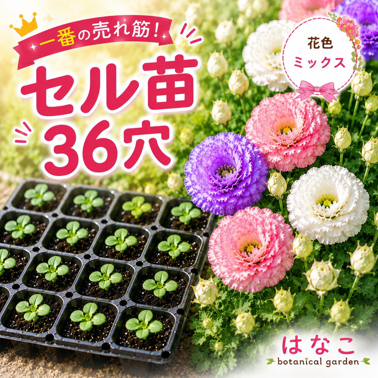 楽天市場】トルコ キキョウ 苗の通販
