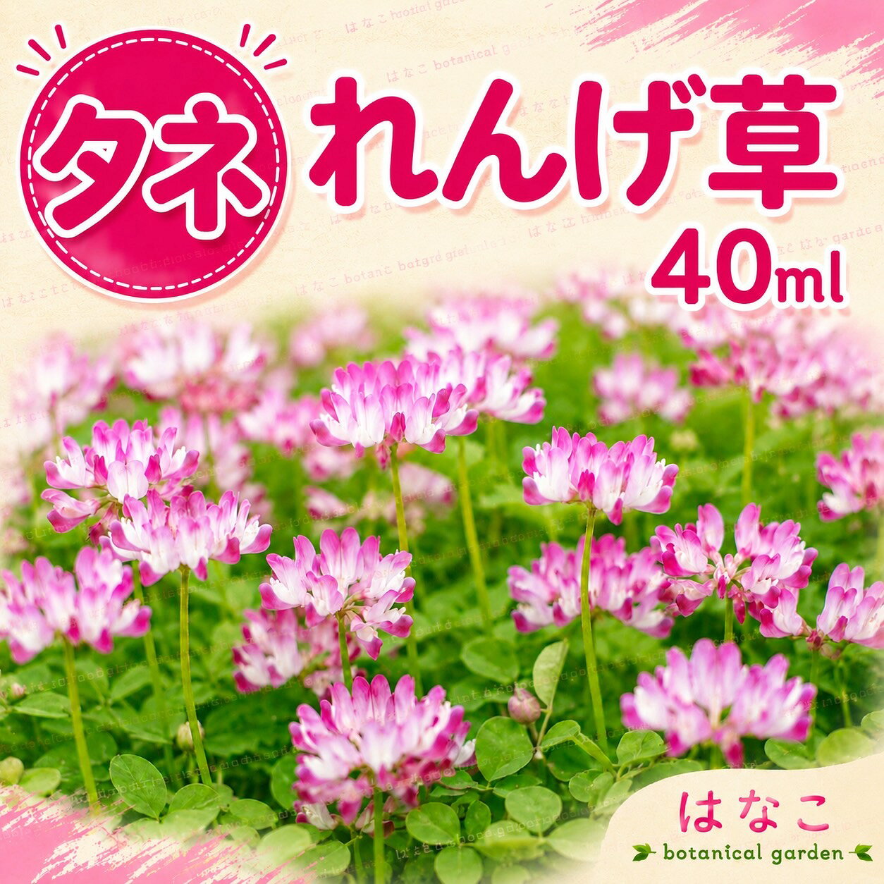 商品情報播種時期8月下旬~11月発芽日数30〜40日開花時期4月頃耐寒性強い草丈/樹高約15cm発芽率約80%注意こちらの商品は種です。保存する際は15℃の一定温度で保存するのが理想的ですが、難しい場合は冷蔵庫などで保存して下さい。(発芽に影響してまいります。)播種後、発芽条件や天候、水の具合で発芽の結果が異なります。播種方法等同封させて頂いておりますので、ご不明な点等がございましたら播種前に、ご連絡をお願い致します。※海外の持ち出し禁止になります。【花のタネ・種】れんげ草　40ml(20ml×2袋)　蓮華草　ガーデニング　緑化　越年草　緑肥　蓮華草 小さなピンク色の花が放射状に固まって咲ききれいです。一つひとつの花はとても小さいのですが、一つの花になるととてもきれいです。 自然の力で土を耕す！ 花を楽しんだ後のレンゲソウ（蓮華草）は、そのまま土に漉き込めば緑肥にもなります。 緑肥にもなる ピンク色の花が綺麗 花壇にもおすすめ ガーデニング愛好家や緑化を目指す方に最適な商品です。この越年草は、春に美しいピンクと白の花を咲かせ、庭や公園を彩ります。また、れんげ草は緑肥としても利用され、土壌の改良に役立ちます。その根が土中に窒素を固定することで、次の植物が育つための豊かな環境を作り出します。この商品は、手軽に始められる2袋セットで提供されており、初心者からプロのガーデナーまで、どなたでも簡単に栽培を楽しむことができます。春の訪れとともに、れんげ草の鮮やかな花が庭を華やかに演出し、心地よい空間を創出します。自然の美しさを身近に感じることができるこの種子は、ガーデニングの醍醐味を存分に味わうための素晴らしい選択です。 【在庫がある場合】1~3営業日で発送します。1