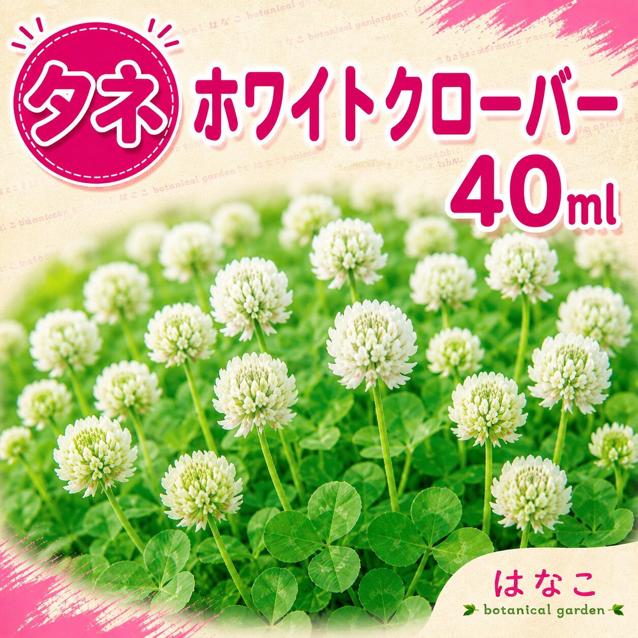 商品情報播種時期春2月下旬〜6月　 秋9月〜11月※気温や天候によって変わってきますので、あくまで目安になります。発芽温度約20℃発芽日数約5〜7日天候等によって変わってきますので、あくまで目安になります。開花時期4月頃〜耐寒性/耐暑性強い草丈/樹高約20〜40cm発芽率約80%注意こちらの商品は種です。保存する際は15℃の一定温度で保存するのが理想的ですが、難しい場合は冷蔵庫などで保存して下さい。(発芽に影響してまいります。)播種後、発芽条件や天候、水の具合で発芽の結果が異なります。播種方法等同封させて頂いておりますので、ご不明な点等がございましたら播種前に、ご連絡をお願い致します。※海外の持ち出し禁止になります。四つ葉のクローバーの出る割合等は正確にはお答えできませんので、ご了承ください。【花のタネ・種】ホワイトクローバー　40ml(20ml×2袋)　養蜂　ガーデニング　緑化　越年草　緑肥　ミツバチ　四つ葉のクローバー　景観用作物　土壌改良　グランドカバー 1年中緑が保てる！四つ葉のクローバー探しもできる！ 自然の力で土を耕す！ 花を楽しんだ後は、そのまま土に漉き込めば緑肥にもなります。※20mlで約15〜20平方メートル播種できます。あくまで目安になります。 緑肥にもなる ホワイトの花が綺麗で花壇に最適 養蜂にもおすすめ ガーデニング愛好家や養蜂家にとって理想的な選択です。美しい白い花を咲かせ、ミツバチにとって魅力的な環境を提供します。四つ葉のクローバーを見つける楽しみもあり、幸運を呼び込むかもしれません。ホワイトクローバーは、土壌改良や緑肥としても優れており、土の健康を促進することで植物の成長をサポートします。また、グランドカバーとして使用することで、庭の景観を向上させるとともに、雑草の抑制にも効果的です。この種子は、緑化プロジェクトや家庭の庭での使用に最適で、手軽に美しい緑のカーペットを作り出すことができます。環境に優しく、持続可能なガーデニングを実現するための一歩としてお選びください。 【在庫がある場合】1〜3日営業日以内に発送します。1