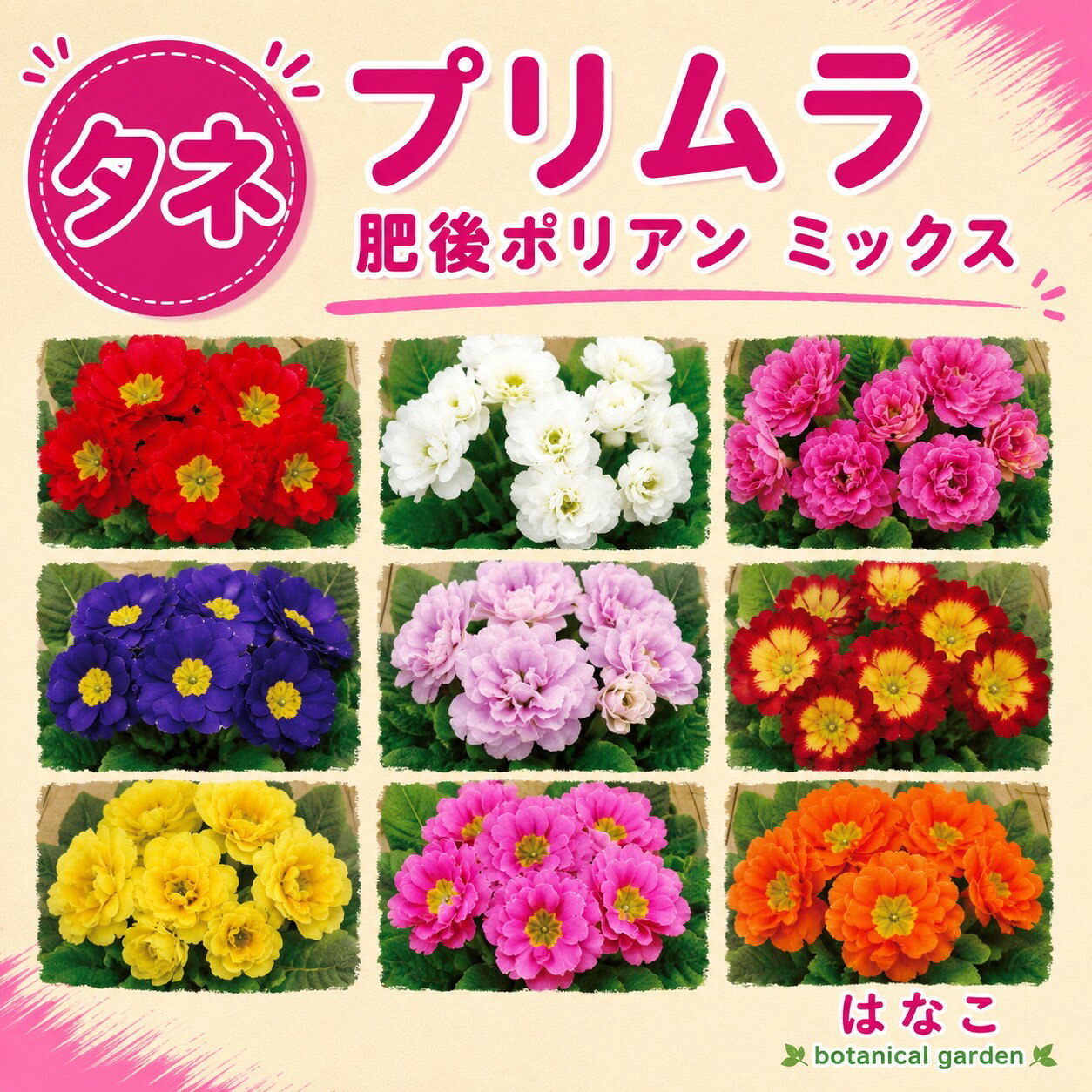 【花のタネ】　プリムラ　種　ポリアンサ系　肥後ポリアン　ミックス（0.05m…