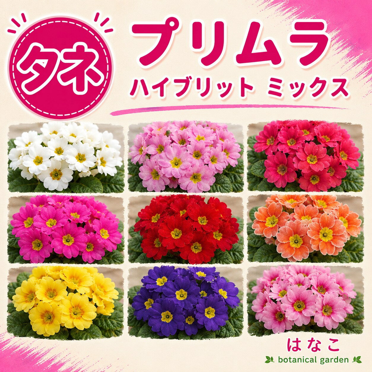 楽天市場】プリムラ 花の通販