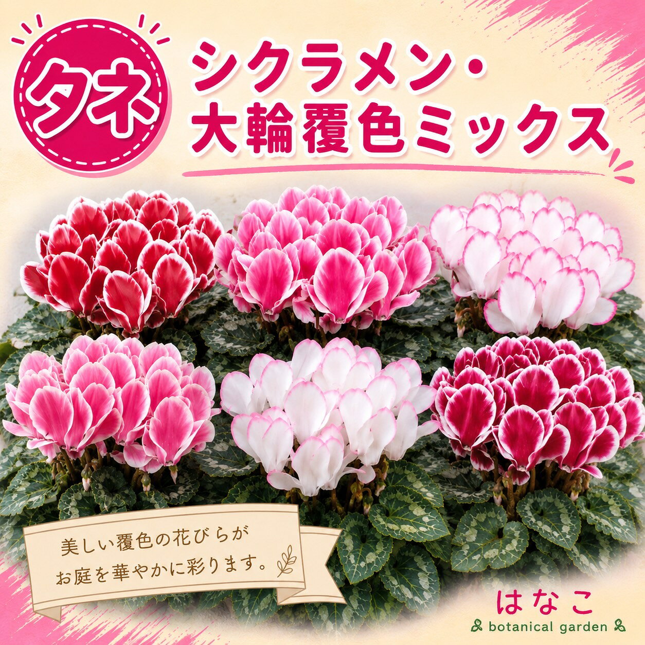 【花のタネ・種】シクラメン・大輪覆色ミックス　約30粒