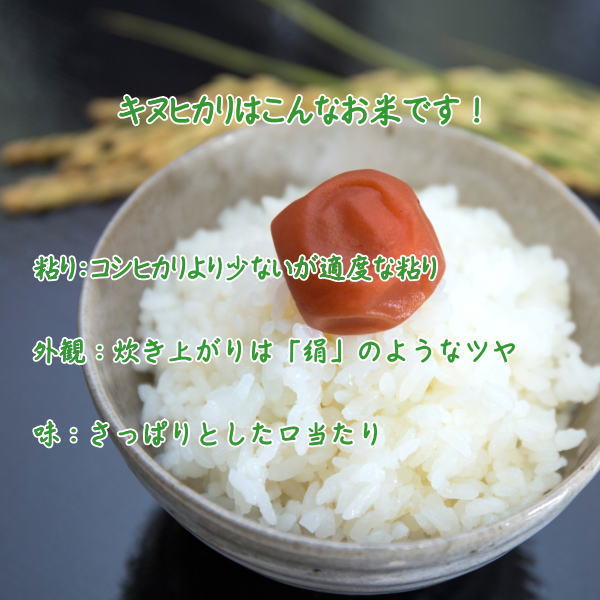 7年産【乾式無洗米】京都府産きぬひかり10kg(5kg×2袋) お米 米 無洗米 10kg 送料無料
