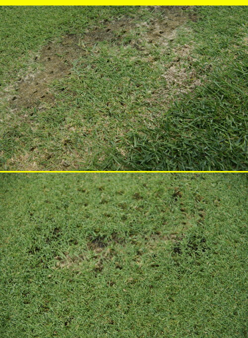 �ߥ� ���ѥ����� R2107����Ĺ�Τ����ѷ��֥졼�� ���������ѡ������С�������