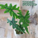 アロカシア ジャックリン 希少種 レア 観葉植物 インドアグリーン インテリア レア 品種 インテリア おしゃれ 卓上 2.5号ポット