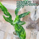 アグラオネマ ピクタムトリカラー ワイド 希少種 レア 観葉植物 インドアグリーン インテリア レア 品種 インテリア おしゃれ 卓上 2.5号ポット