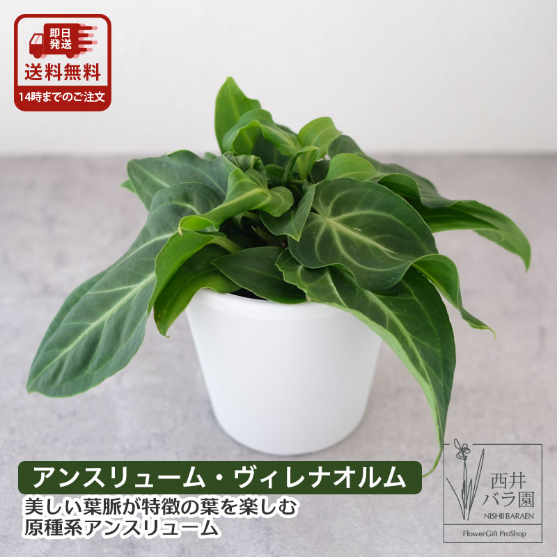 アンスリューム ヴィレナオルム 観葉植物 インドアグリーン インテリア おしゃれ 卓上 5寸ポット送料無料