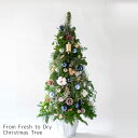 \早割クーポン/クリスマス ツリー 生花 もみの木 樅の木 生もみの木 クリスマス飾りクリスマスオーナメント ドライフラワー プリザーブドフラワー エアプランツ ウスネオイデス アンティーク 誕生日 引越し祝い 新築祝い 開店祝い お礼 お返し ギフト プレゼント 送料無料