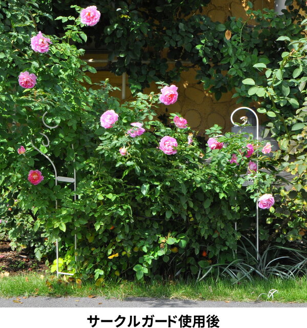 ��Bells More�ۥ������륬���� SKG-700 �ԥ٥�ĥ⥢����ѥ�� ZIK-900