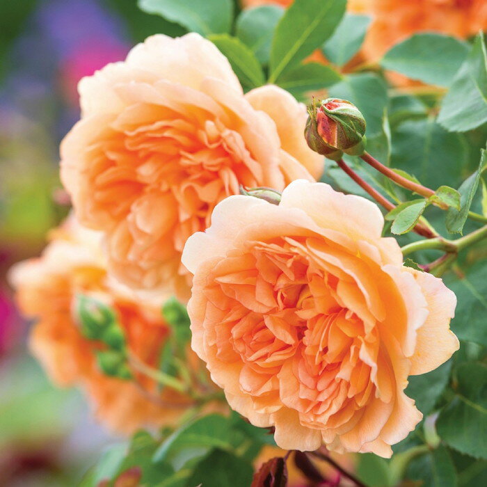 【大苗】バラ苗 デイムジュディデンチ (ER杏) 輸入苗 7号鉢植え品【即納】［農林水産省 品種登録出願中］《ER-Y》のサムネイル