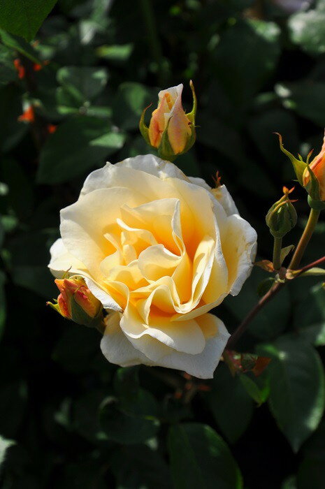 【大苗】バラ苗 イエロークイーンエリザベス 国産苗 6号鉢植え品《J-HT20》のサムネイル