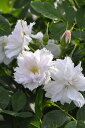 バラ苗 フィンブリアタ 国産苗 6号鉢植え品《J-OC20》
