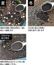 baranoie:10036248のサンプル画像3