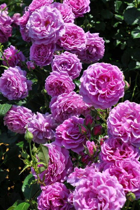 【大苗】バラ苗 センティッドエアー (Ant桃紫) 国産苗 6号鉢植え品【即納】［農林水産省 登録品種］《IR-IRO3》のサムネイル