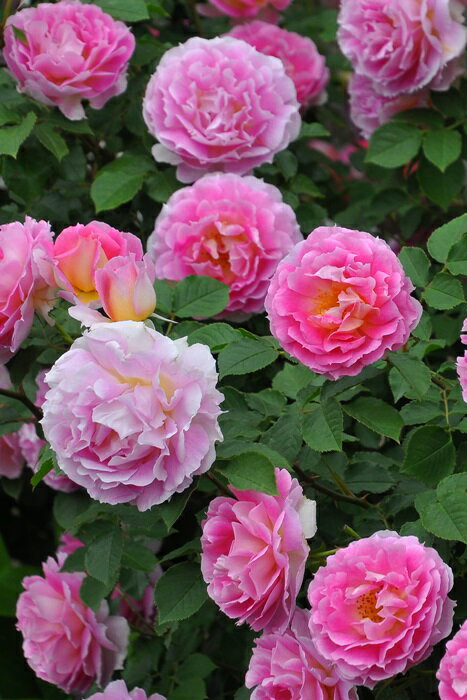 バラ苗【新苗】ペネロペイア (Sh桃) 癌腫抵抗性台木苗 国産苗【即納】《J-ROG》