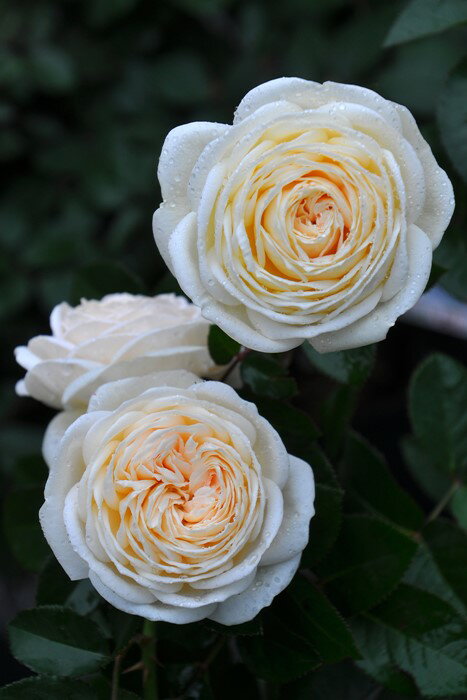 バラ苗【6号新苗】アルテミス 国産苗 6号鉢植え品［農林水産省 登録品種］《J-IRM3》のサムネイル