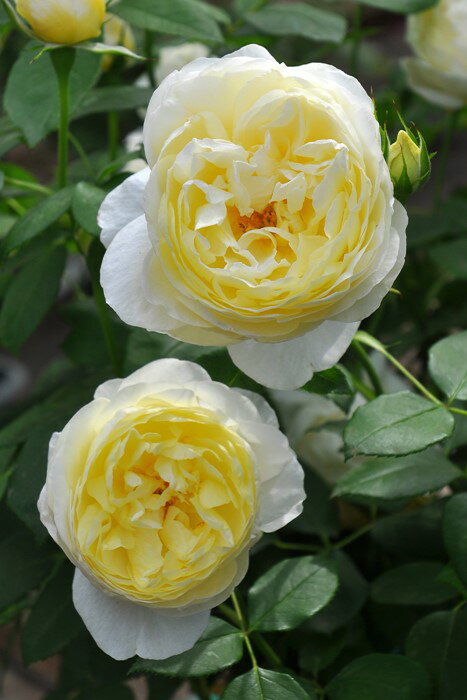 【大苗】バラ苗 ヴァネッサベル (ER黄) 輸入苗 7号鉢植え品【即納】［農林水産省 品種登録出願中］《ER-Y》のサムネイル