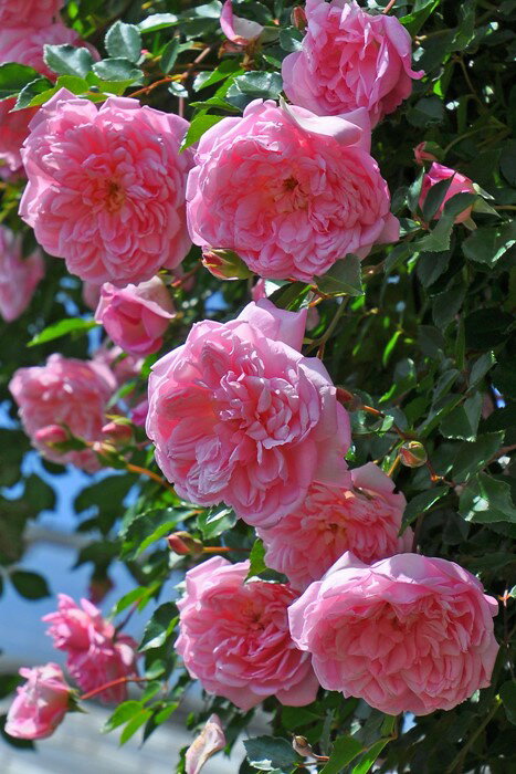 【長尺苗】【大苗】バラ苗 フランソワージュランビル 国産苗 6号鉢植え品《J-OC15》