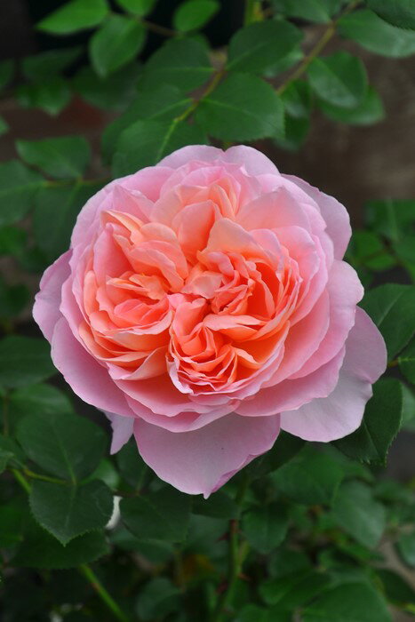 バラ苗【新苗】ダムドゥシュノンソー (Del桃) 国産苗［農林水産省 登録品種］《Han-DEL》 0412販売のサムネイル