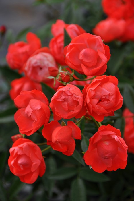 thum2