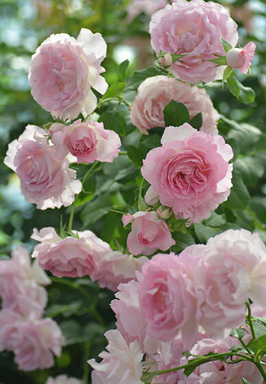 Rose - バラ苗【新苗】リアンローズ 国産苗［契約品種］《Kb-KBO》【0501販売】