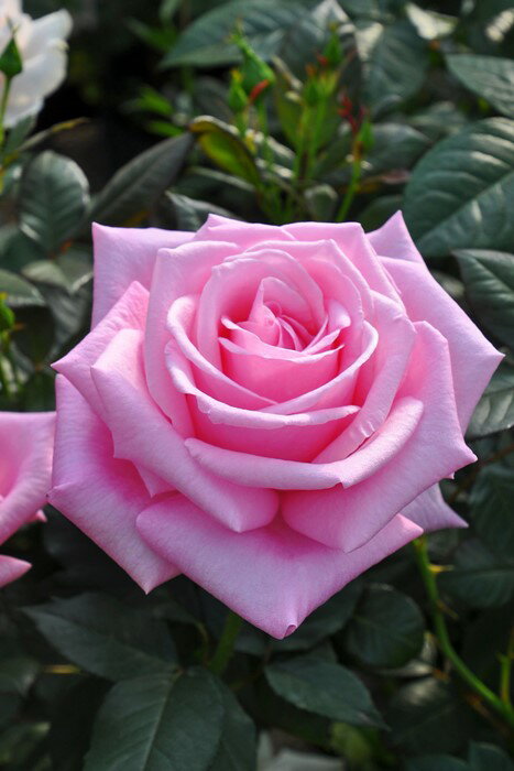 Rose - バラ苗【新苗】ももか【桃香】モモカ 国産苗［農林水産省 登録品種］《IR-IRO3》【0511販売】