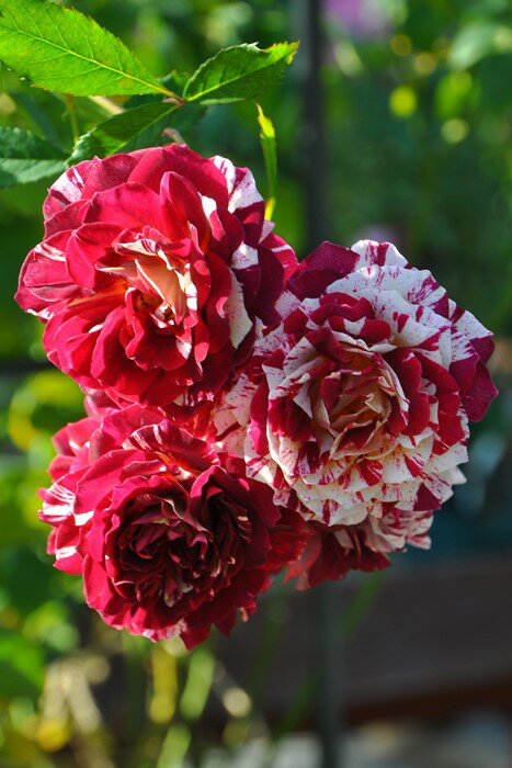 【予約大苗】バラ苗 ベルデスピヌーズ (Gen絞赤) 国産苗 6号鉢植え品［契約品種］《OM-GU》 ※2月末までのお届けのサムネイル