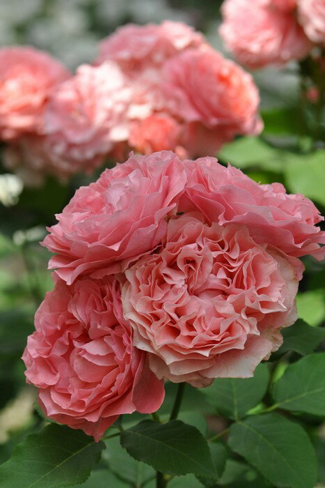 【冬季大苗】バラ苗 コラーユジュレ 国産苗 6号鉢植え品［農林水産省 登録品種］《Kb-KBO》【0116販売】