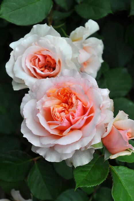 【予約大苗】バラ苗 ザビエルデフライシネッテ (Gen淡黄) 国産苗 6号鉢植え品［契約品種］《OM-GU》 ※2月末までのお届けのサムネイル